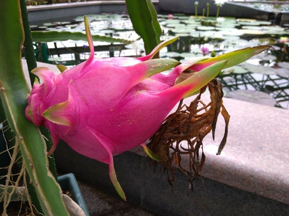 ドラゴンフルーツ　赤い実　水面