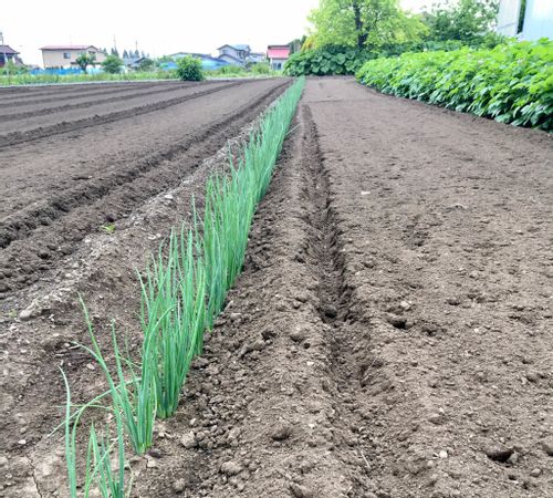 ネギの花言葉 意味や花の特徴 ネギ坊主ってなに Greensnap グリーンスナップ