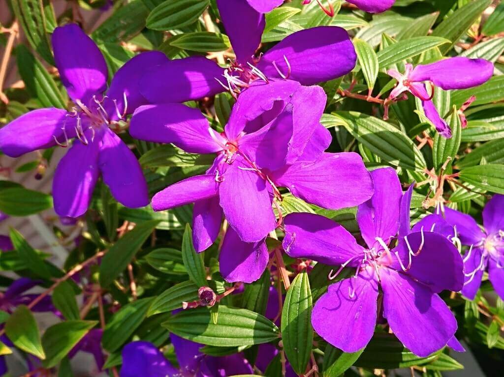 ノボタン 野牡丹 の花言葉 意味や特徴 花の季節は Greensnap グリーンスナップ