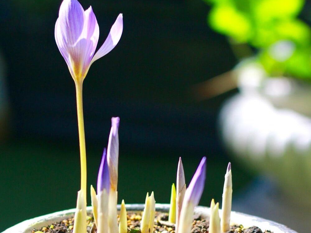 クロッカス　球根　植物　紫色の花