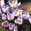 クロッカスの育て方｜球根の植え方、管理方法は？花が終わったら？の画像