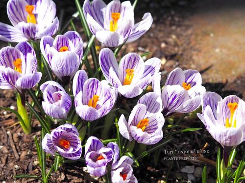 クロッカスの育て方 球根の植え方 管理方法は 花が終わったら Greensnap グリーンスナップ