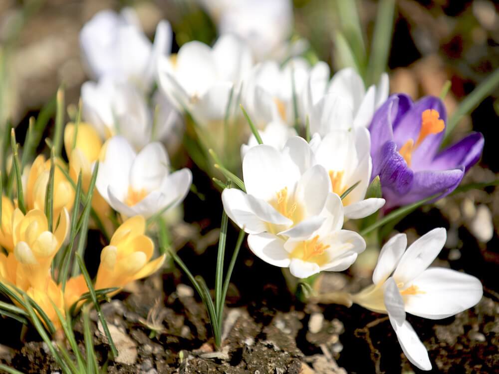 クロッカスの花言葉 色別の意味と花の特徴は 人気の6種類はこれだ Greensnap グリーンスナップ
