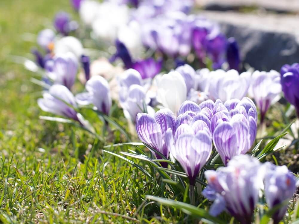 クロッカス　球根　植物