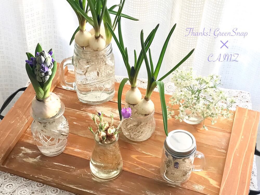 クロッカス　球根　植物　水耕栽培