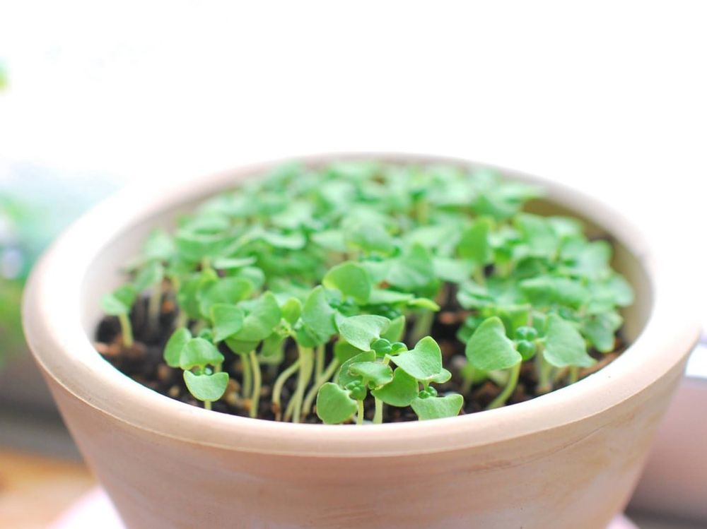 バジル　鉢植え