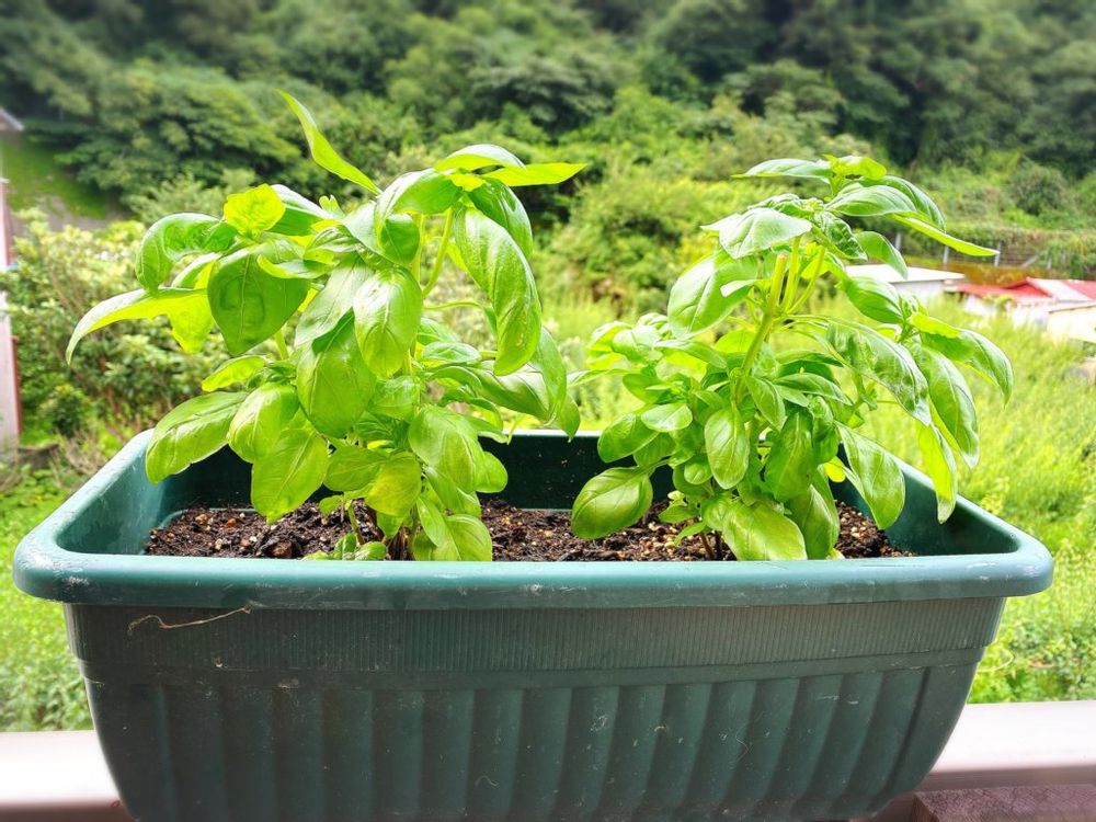 バジル　プランター　葉