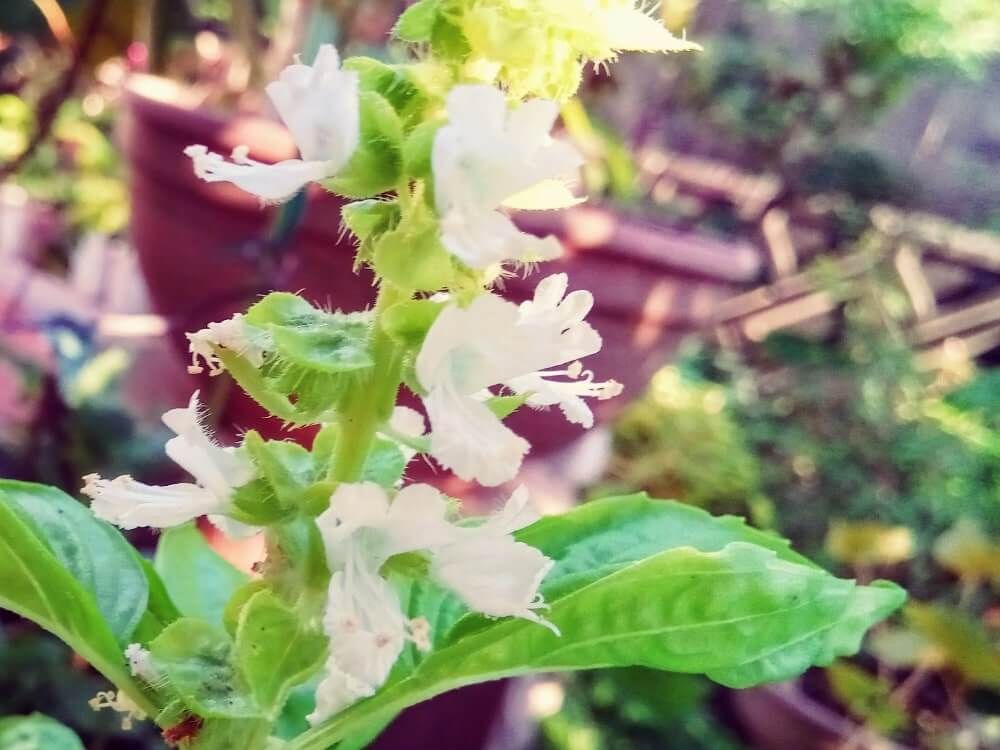 バジル　白い花