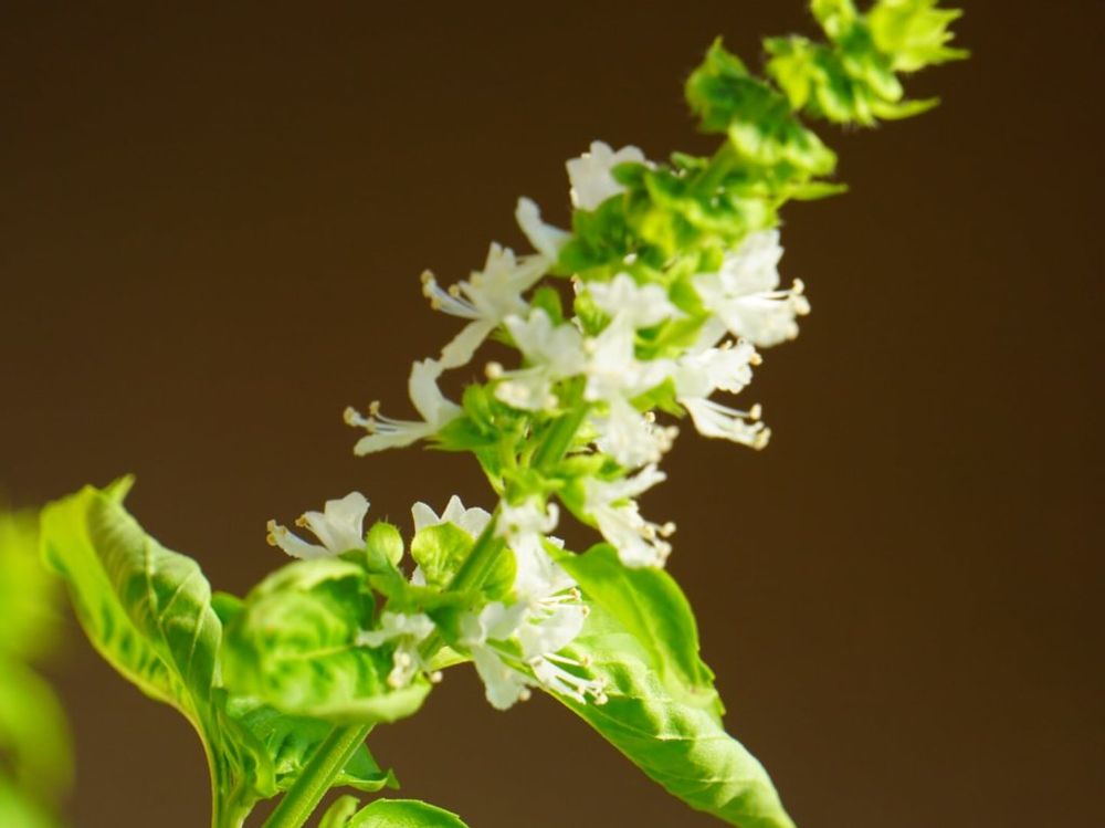 バジル　白い花