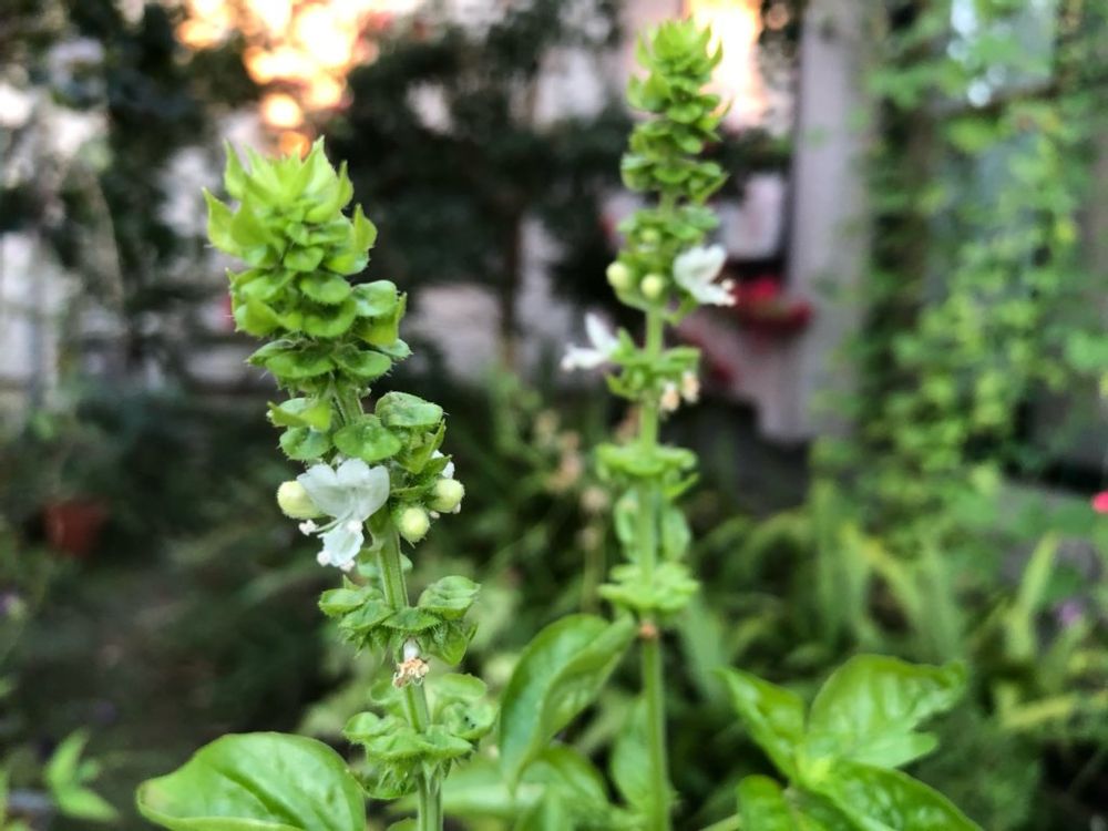 バジル　葉　白い花