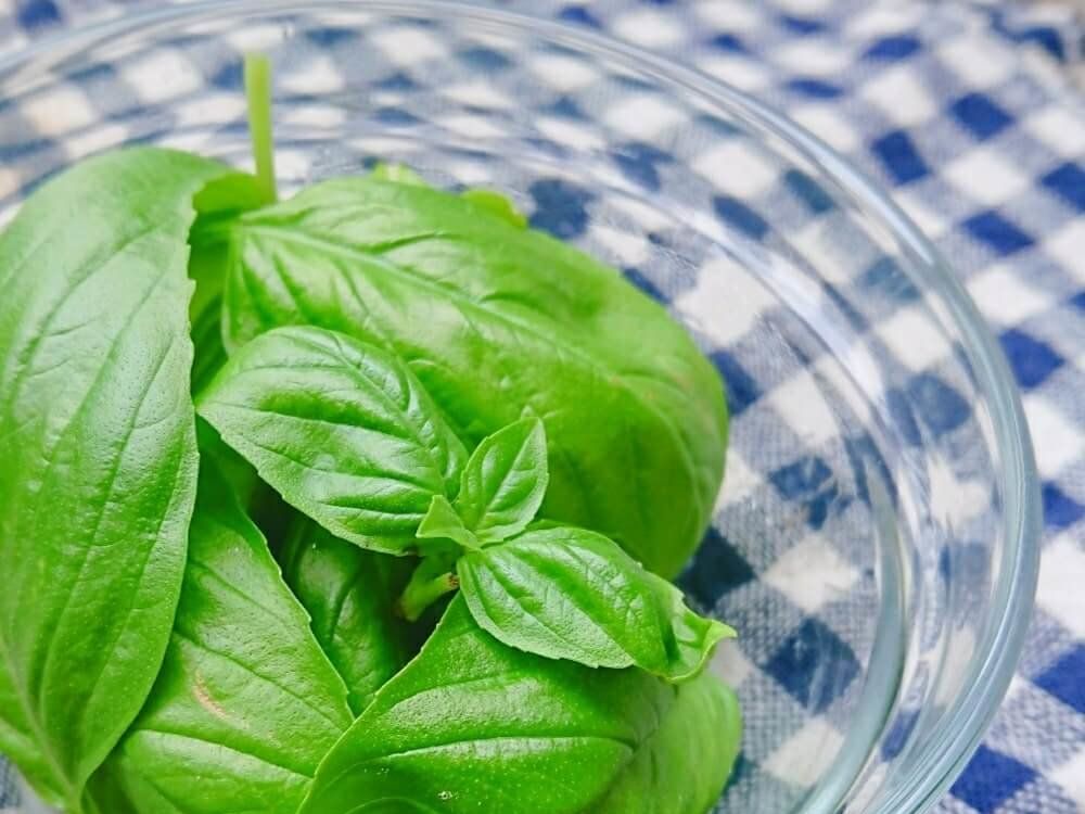 バジル　収穫した葉