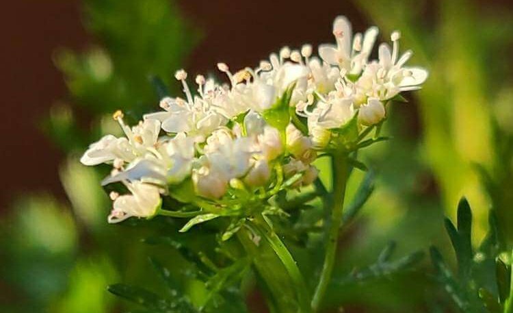 パクチー コリアンダー の花言葉 由来や種類 花の特徴は Greensnap グリーンスナップ