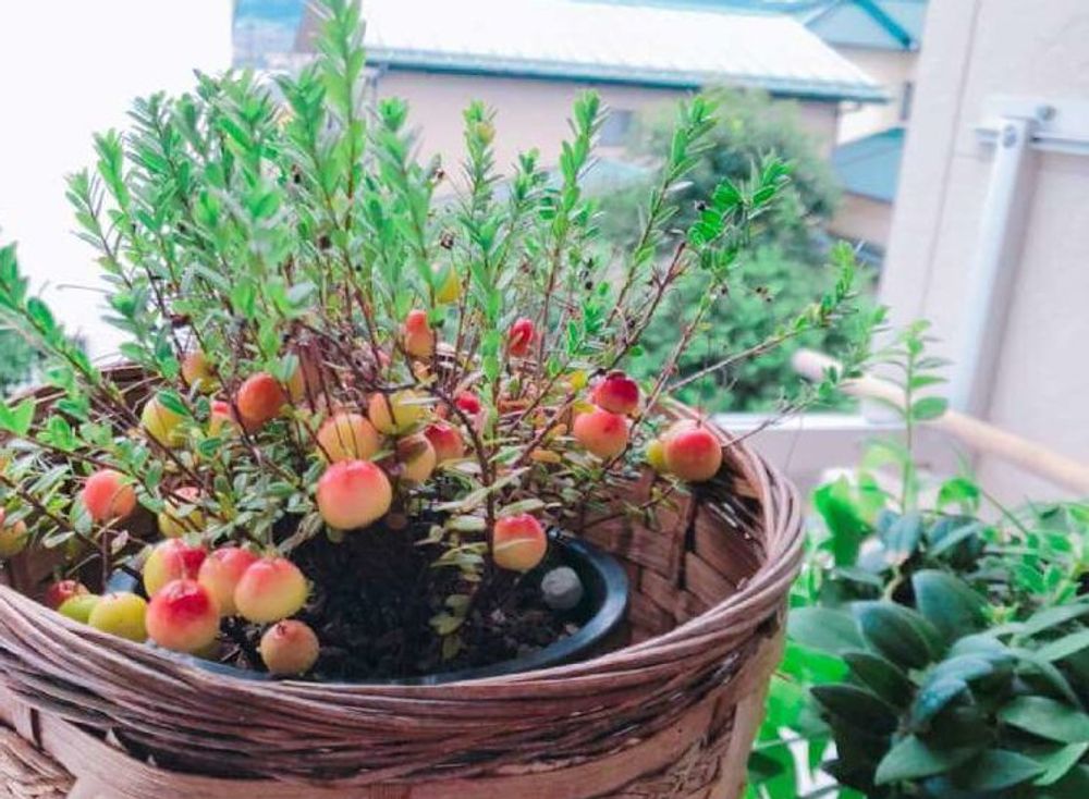 クランベリーの実