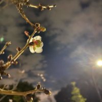 冬桜の花言葉｜怖い意味があるって本当？種類や花の特徴は？の画像