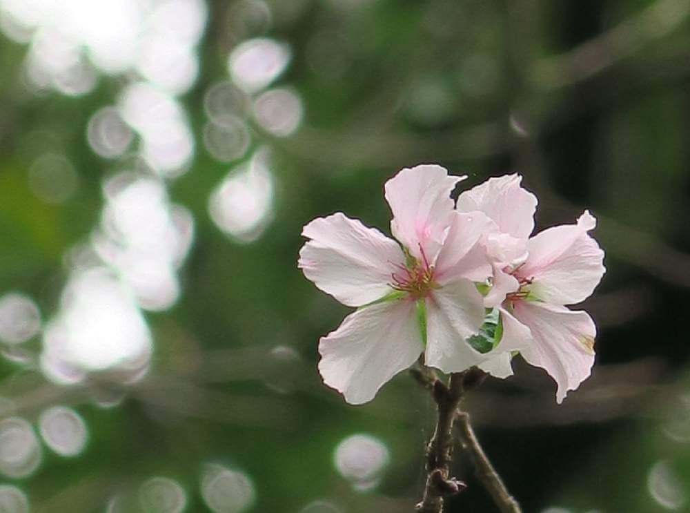 冬桜の花言葉 種類や花の特徴 名所はどこ Greensnap グリーンスナップ