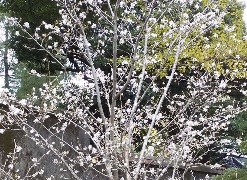 冬桜
