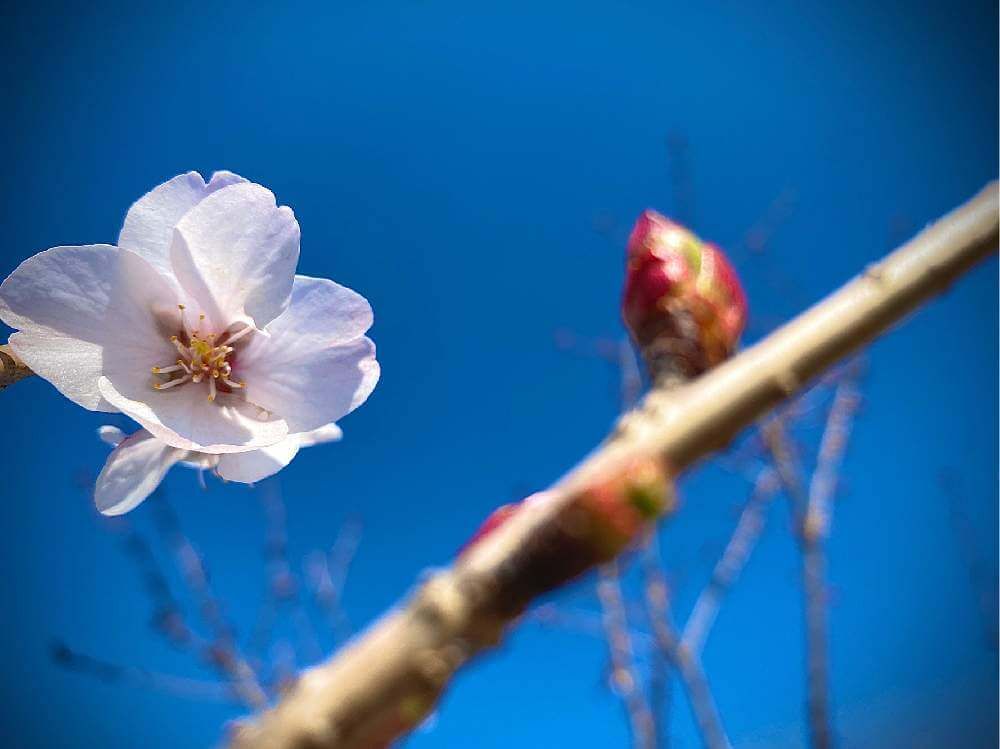 冬桜