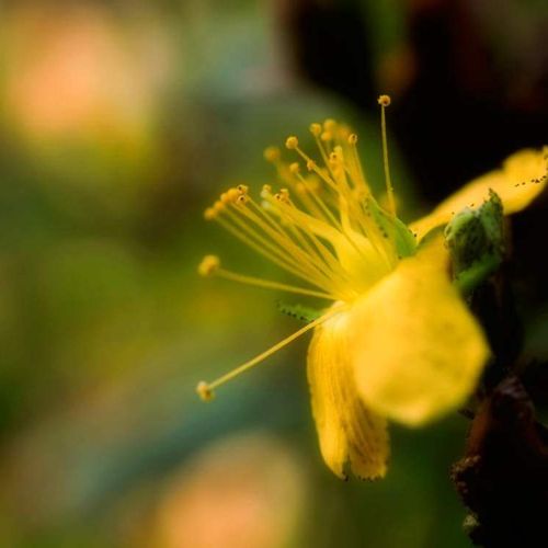 弟切草 オトギリソウ の花言葉 名前の由来は 怖い意味の花言葉もあるの Greensnap グリーンスナップ