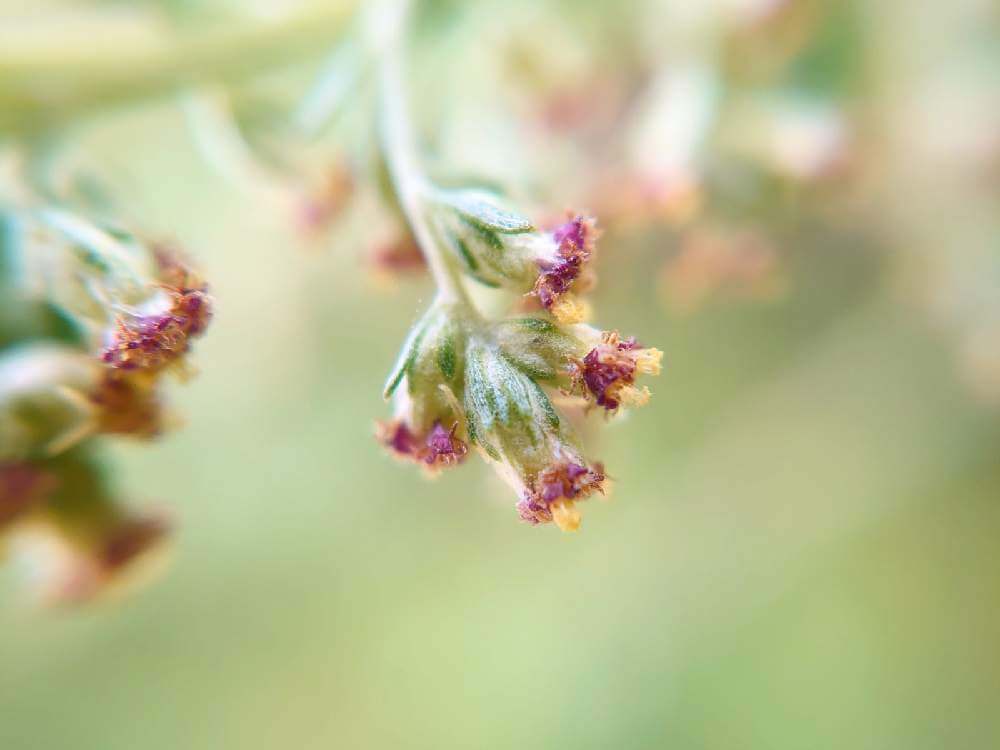 ヨモギ 蓬 の花言葉 花や葉の特徴 効能や種類は Greensnap グリーンスナップ