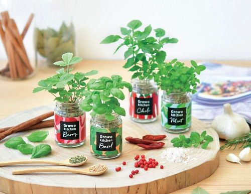 ミントの花言葉 種類や花の特徴 種類や効能は Greensnap グリーンスナップ