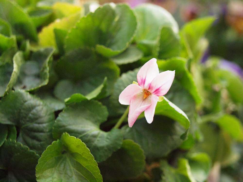 スミレの花言葉 色別で怖い意味にもなる 種類や花の特徴は Greensnap グリーンスナップ