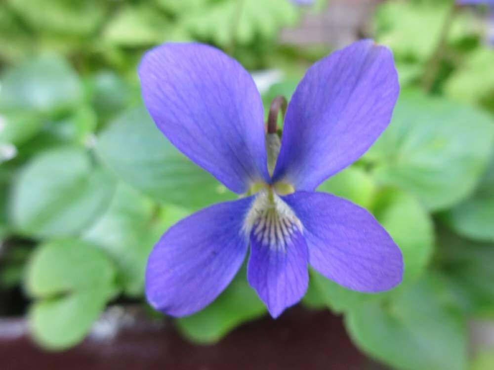 ニオイスミレ　紫色の花