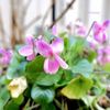 ニオイスミレの花言葉｜由来や花の特徴、どんな香り？の画像