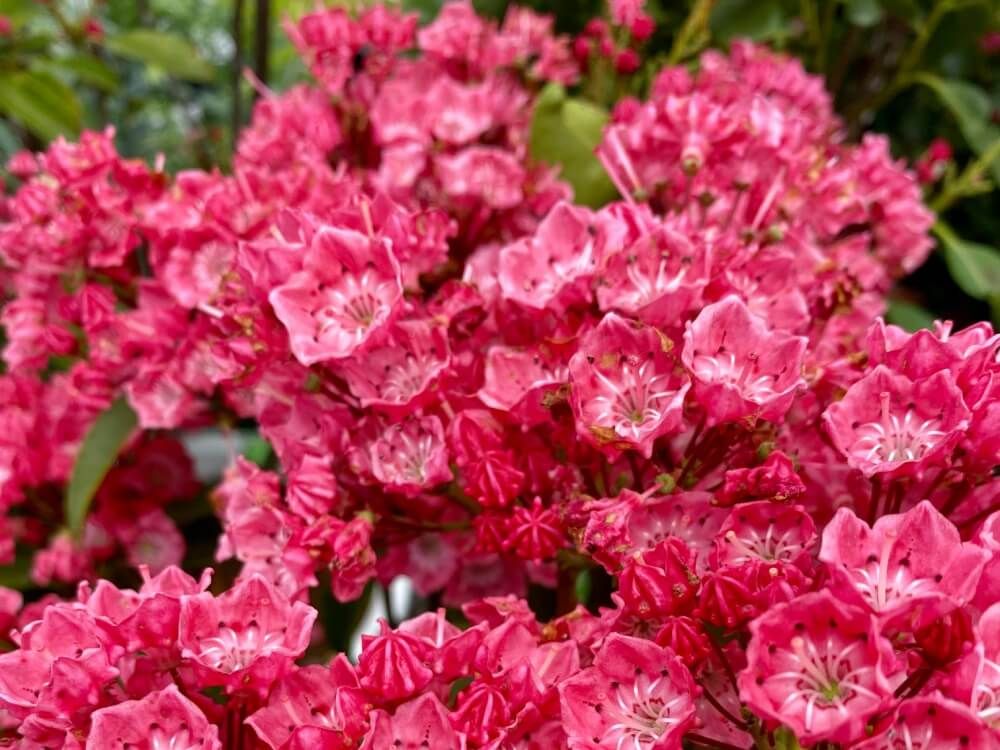 カルミア オスボレット