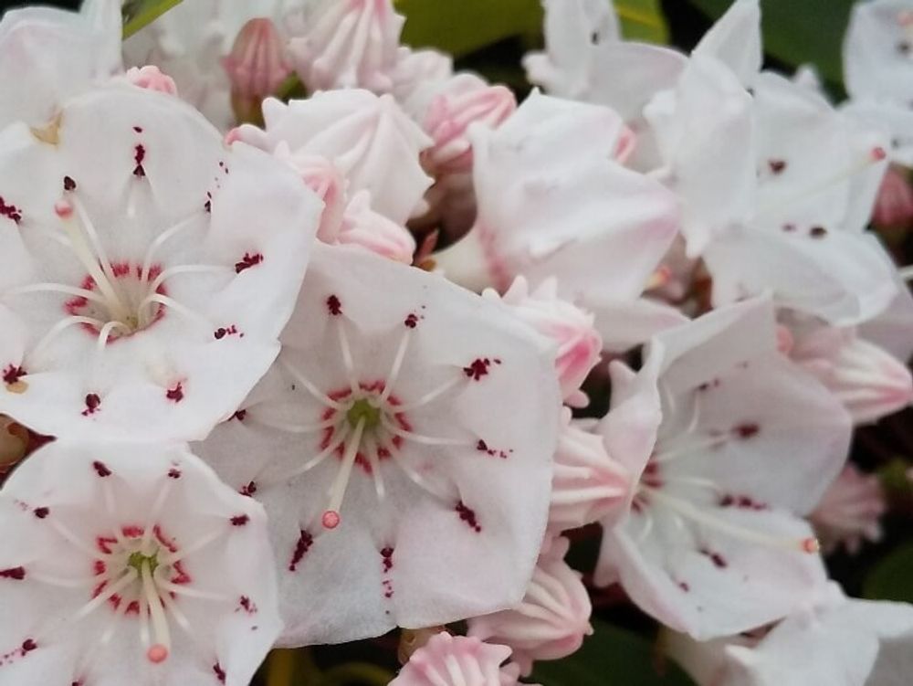 カルミア エルフ