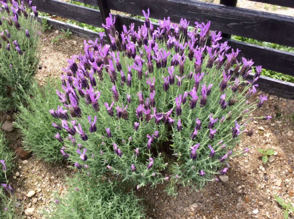 フレンチラベンダー