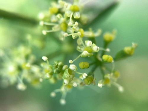 パセリの花言葉 花の特徴や種類 効能や怖い意味は Greensnap グリーンスナップ