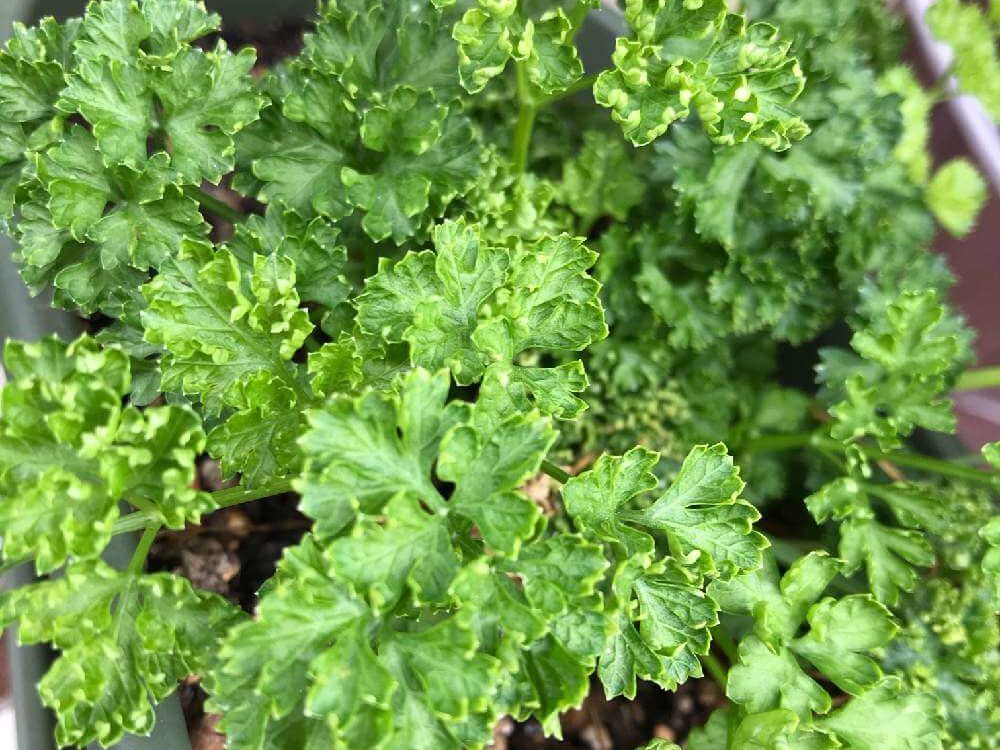 パセリ　用土　プランター　葉