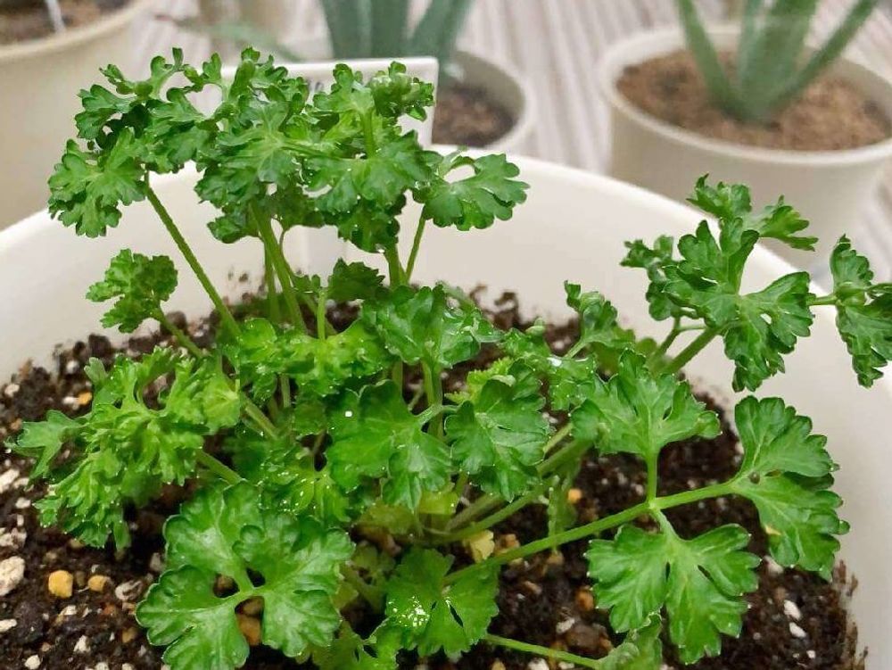 パセリ　鉢植え　用土　水滴