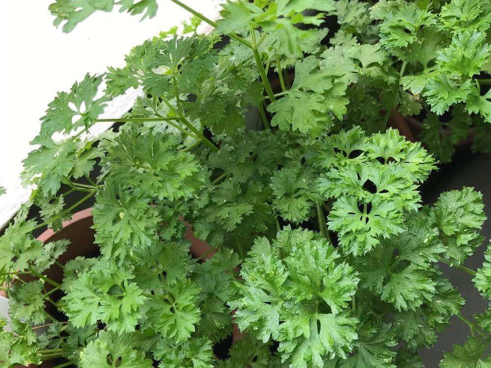 パセリ　プランター　葉