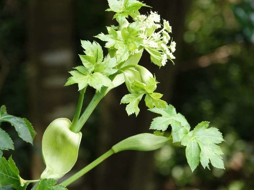 あしたば(明日葉)の花言葉｜花の特徴や効能、食べ方は？｜🍀GreenSnap