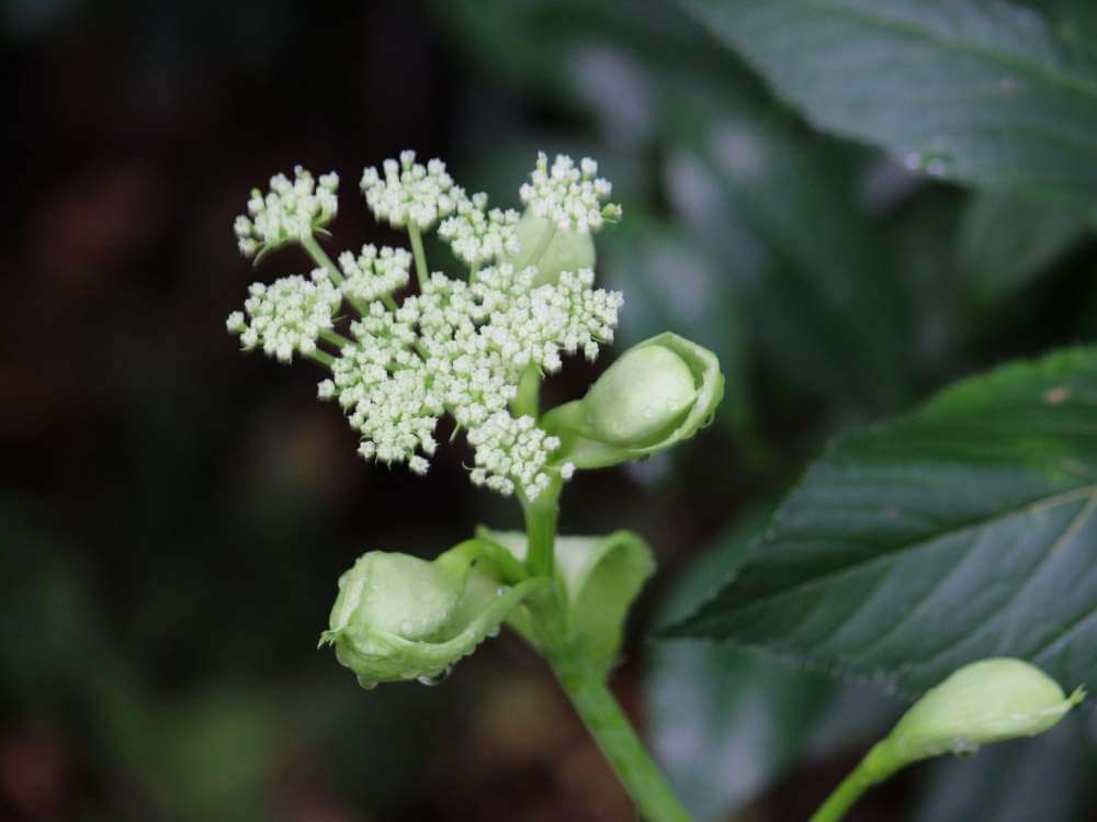 あしたば 明日葉 の花言葉 花の特徴や効能 食べ方は Greensnap グリーンスナップ