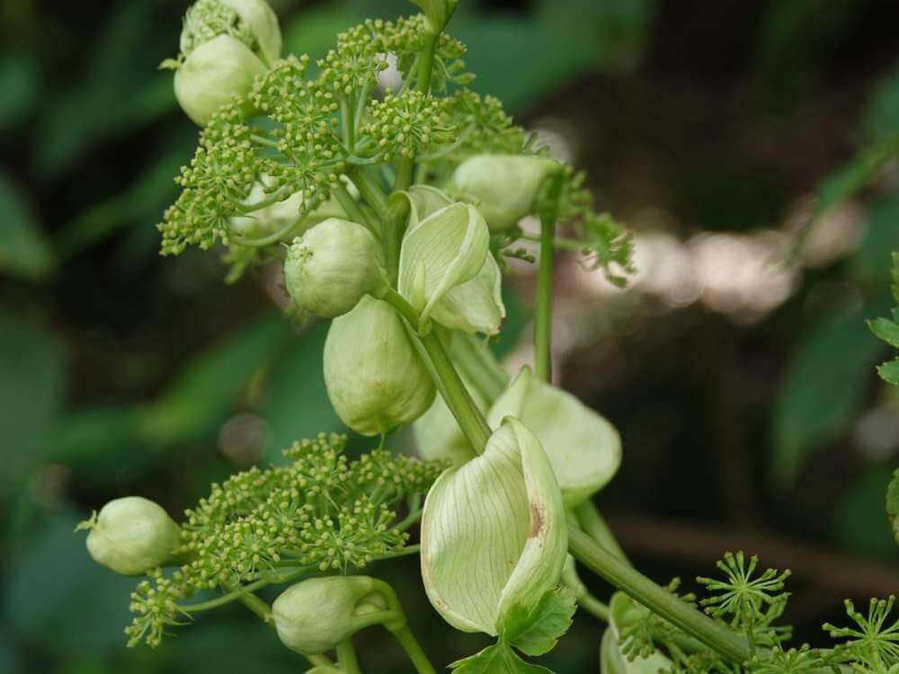 あしたば 明日葉 の花言葉 花の特徴や効能 食べ方は Greensnap グリーンスナップ