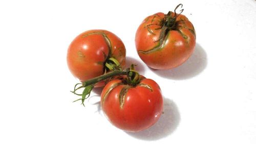 トマトの花言葉 意味や由来は 花の特徴や主な栄養 効能とは Greensnap グリーンスナップ
