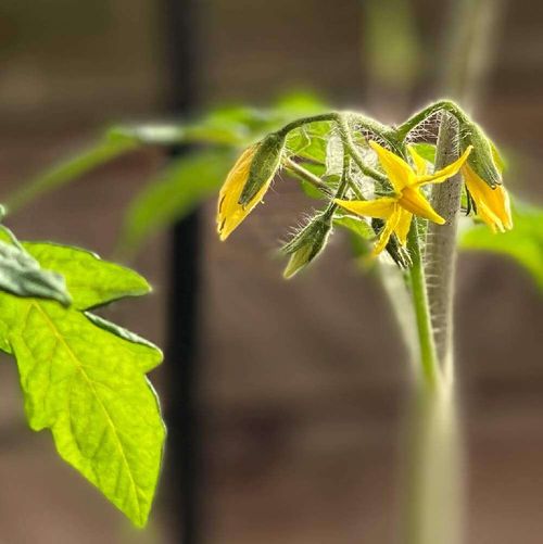 トマトの花言葉 意味や由来は 花の特徴や主な栄養 効能とは Greensnap グリーンスナップ