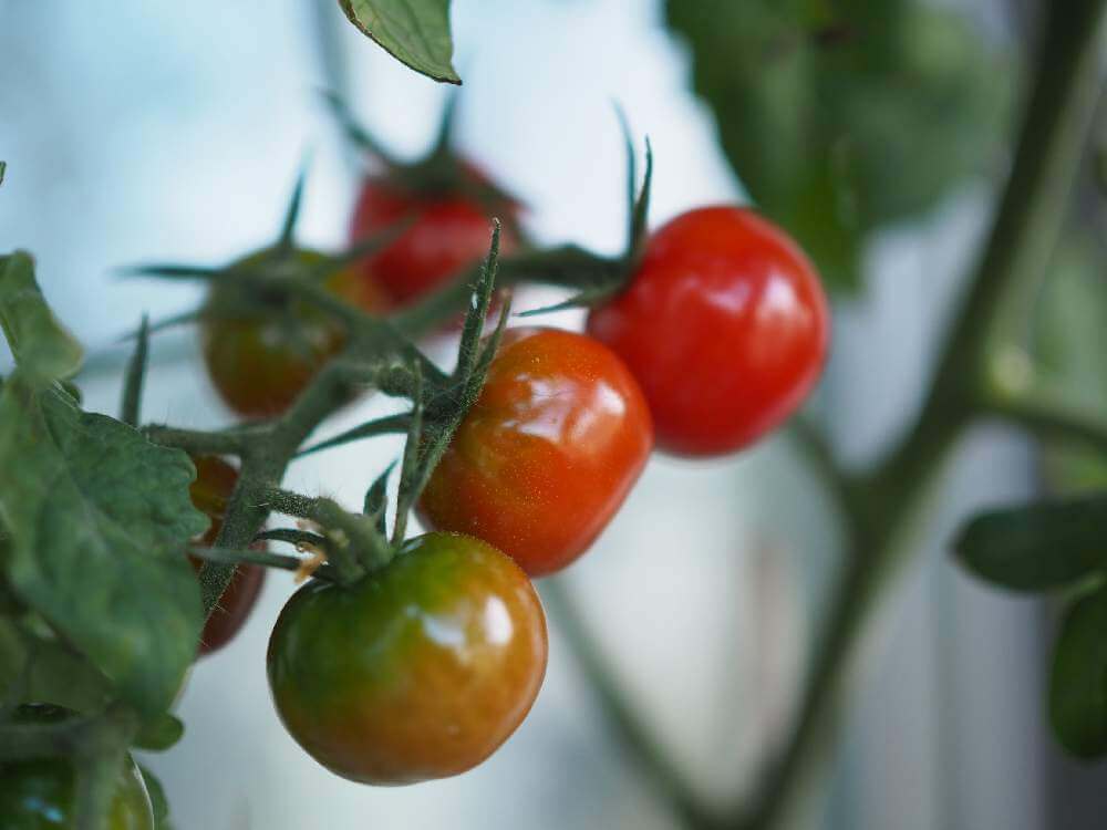 トマトの花言葉 意味や由来は 花の特徴や主な栄養 効能とは Greensnap グリーンスナップ