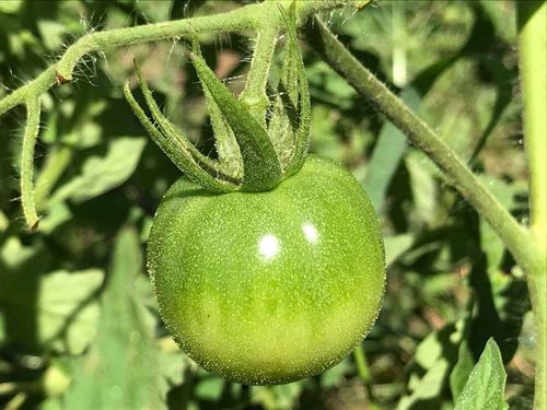 トマト ミニトマト が赤くならない原因 対処方法はなにかあるの Greensnap グリーンスナップ