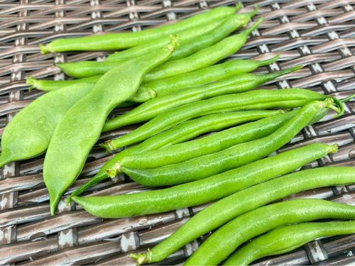 インゲン さやいんげん の花言葉 花や実の特徴 種類や栄養は Greensnap グリーンスナップ