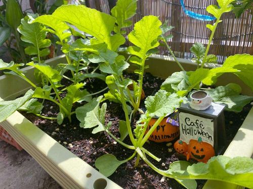 ダイコン 大根 の花言葉 花や葉の特徴 種類はどれくらい Greensnap グリーンスナップ