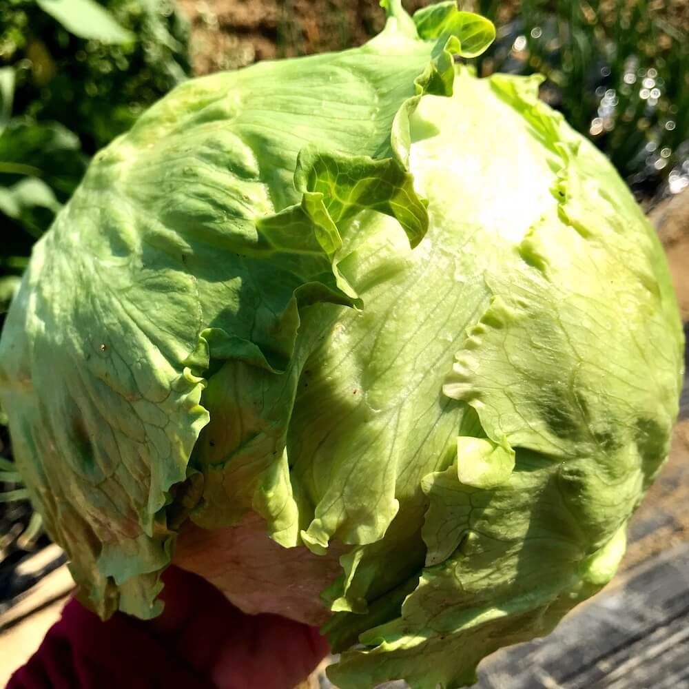 レタス　家庭菜園