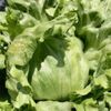 レタスの栽培｜種まき時期は？苗の植え付け方法は？プランターでの育て方は？の画像
