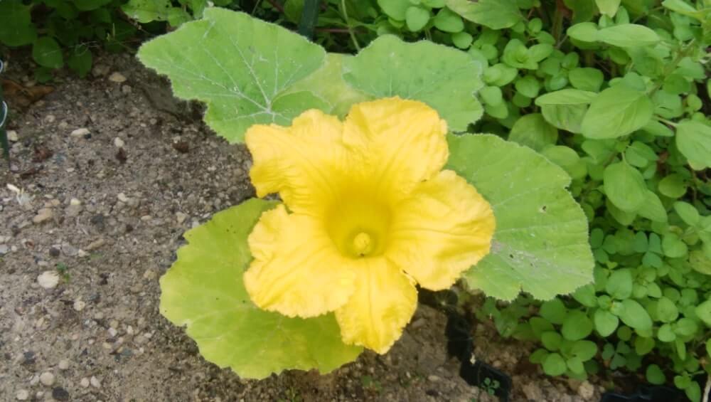 カボチャ 南瓜 の花言葉 意味や由来は 花の特徴とは Greensnap グリーンスナップ