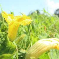 カボチャ (南瓜)の花言葉｜意味や由来は？花の特徴とは？の画像