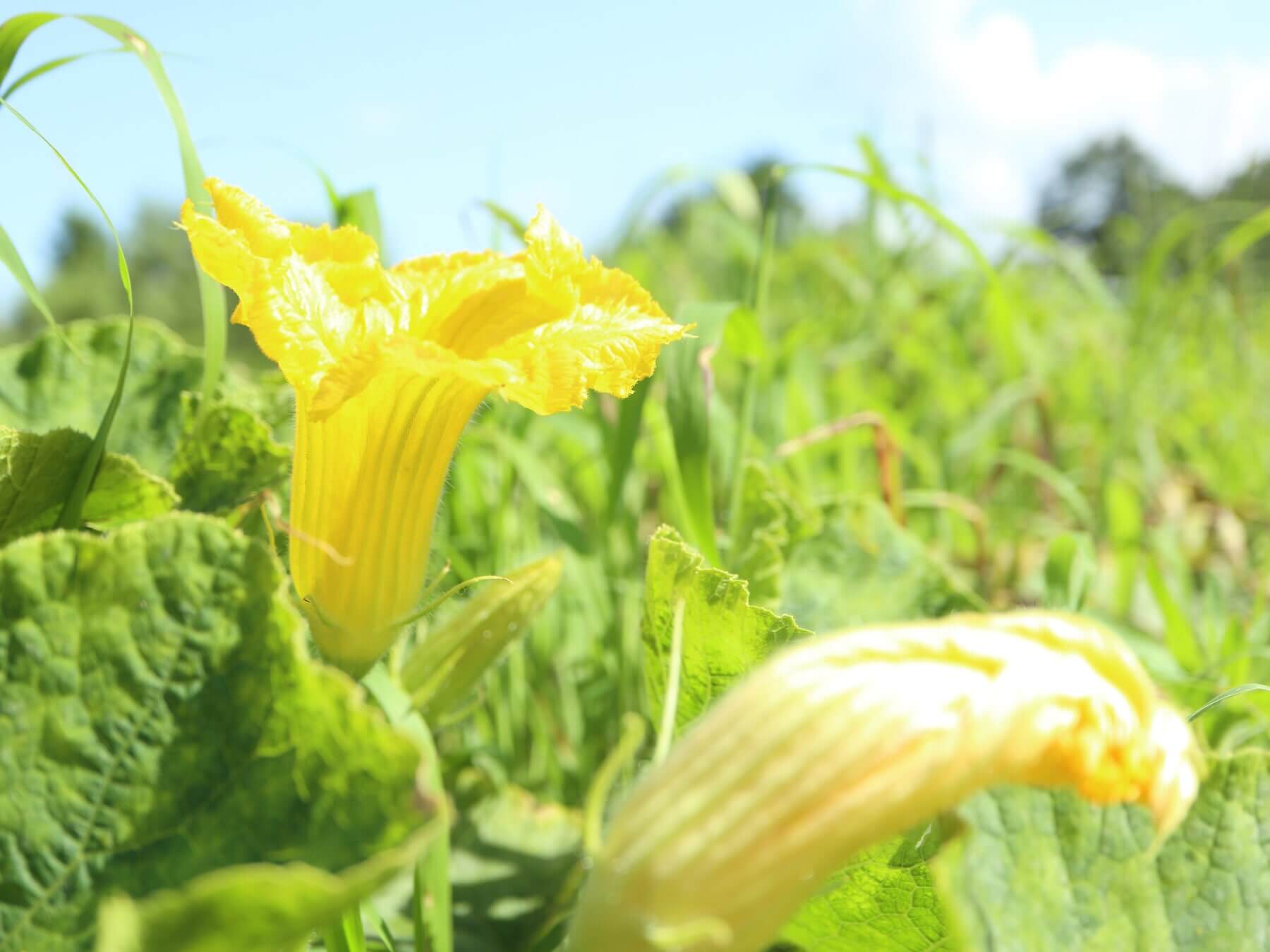 カボチャ 南瓜 の花言葉 意味や由来は 花の特徴とは Greensnap グリーンスナップ