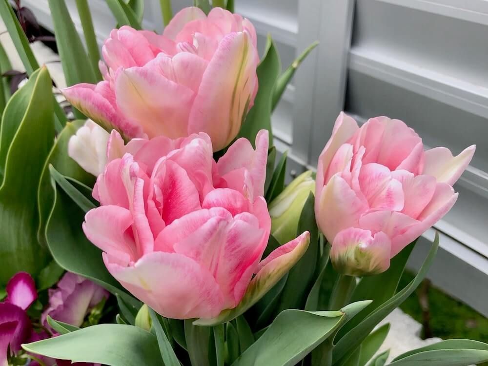 チューリップ　球根