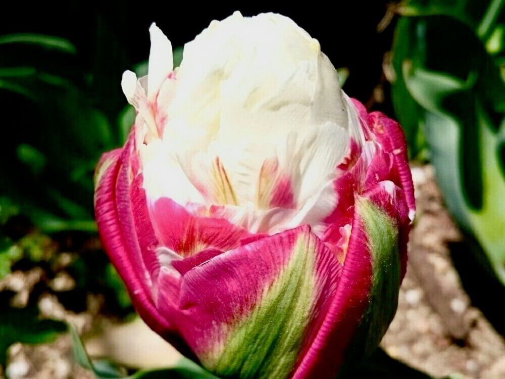 チューリップ　アイスクリーム